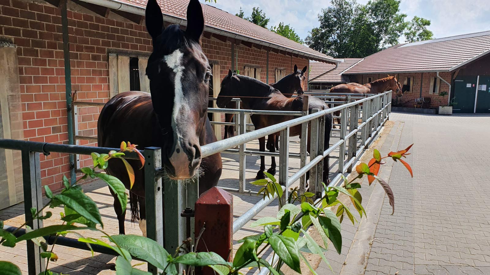 Pferde Pension Paddocks